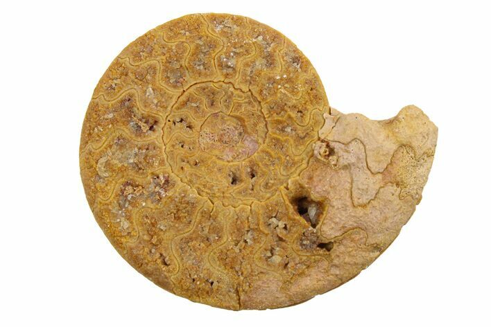 Jurassic Ammonite (Hildoceras?) Fossil - Morocco #289681